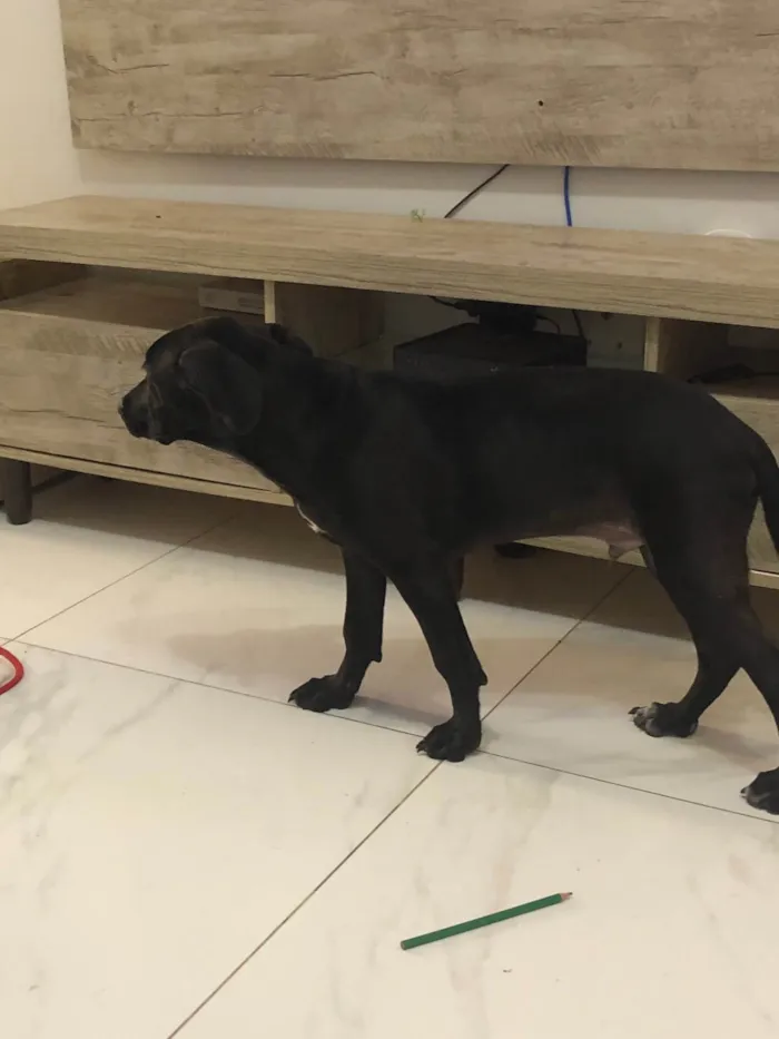 Cachorro ra a SRD-ViraLata idade 2 a 6 meses nome Tobias
