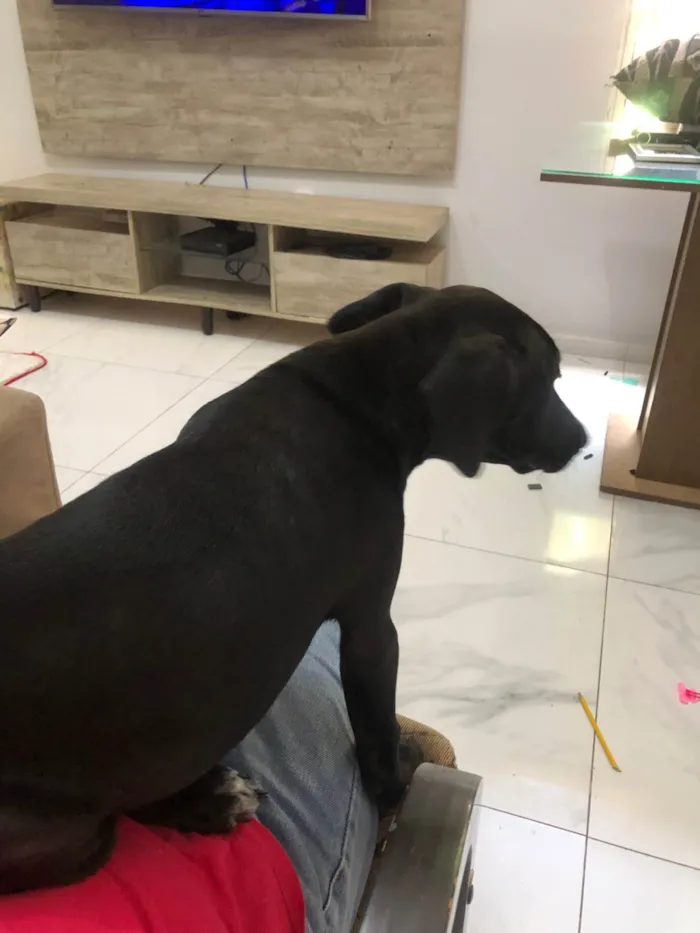 Cachorro ra a SRD-ViraLata idade 2 a 6 meses nome Tobias