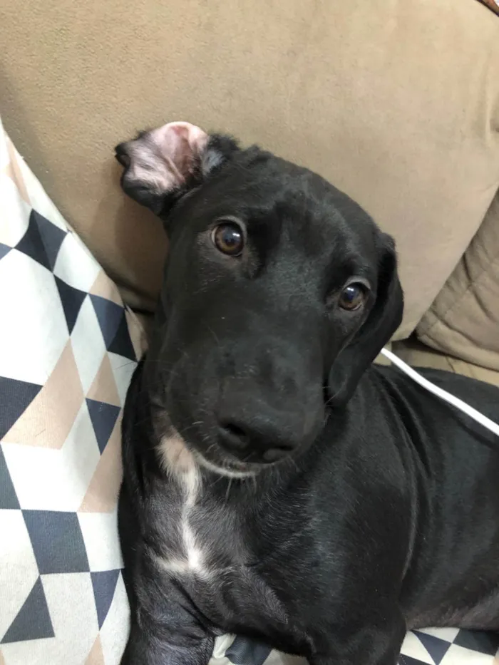 Cachorro ra a SRD-ViraLata idade 2 a 6 meses nome Tobias