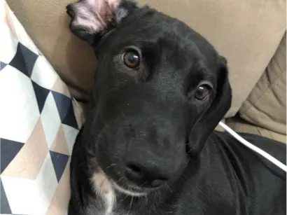 Cachorro raça SRD-ViraLata idade 2 a 6 meses nome Tobias