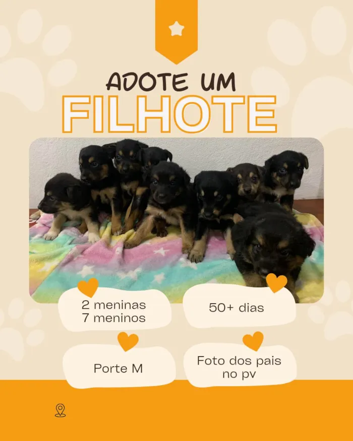 Cachorro ra a SRD-ViraLata idade 2 a 6 meses nome 7 Filhotes porte médio 