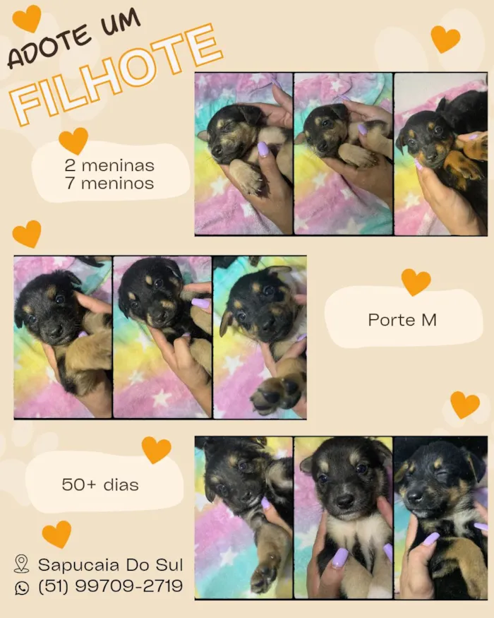 Cachorro ra a SRD-ViraLata idade 2 a 6 meses nome 7 Filhotes porte médio 
