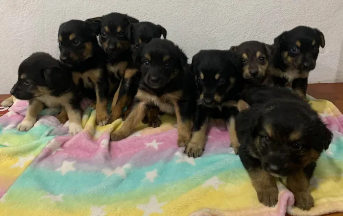 Cachorro ra a SRD-ViraLata idade 2 a 6 meses nome 7 Filhotes porte médio 