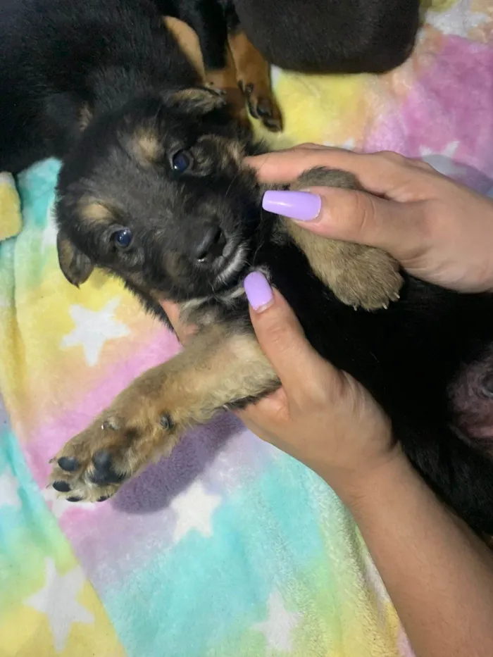 Cachorro ra a SRD-ViraLata idade 2 a 6 meses nome 7 Filhotes porte médio 