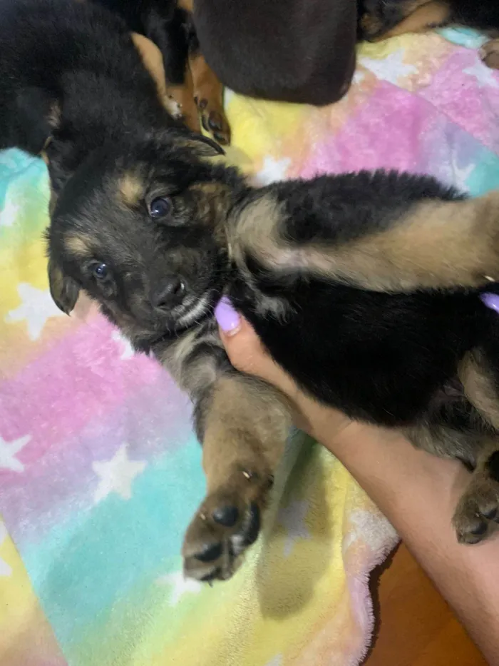 Cachorro ra a SRD-ViraLata idade 2 a 6 meses nome 7 Filhotes porte médio 