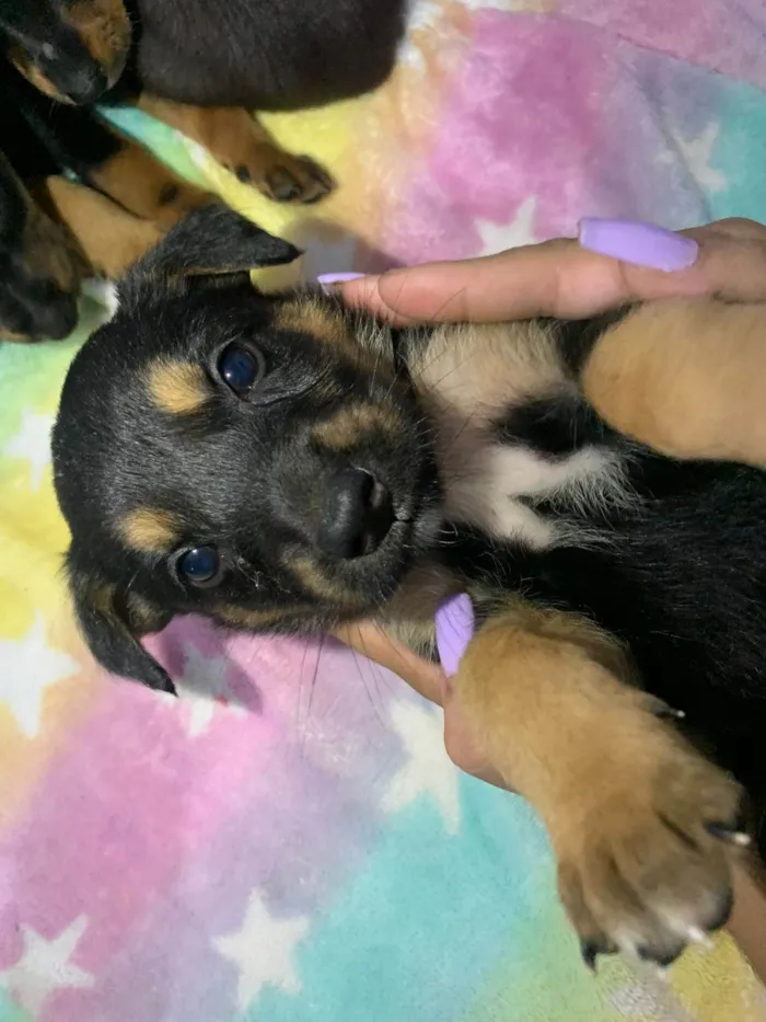 Cachorro ra a SRD-ViraLata idade 2 a 6 meses nome 7 Filhotes porte médio 