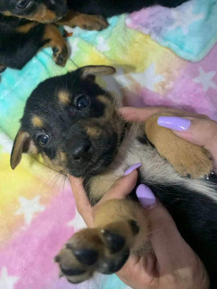 Cachorro ra a SRD-ViraLata idade 2 a 6 meses nome 7 Filhotes porte médio 