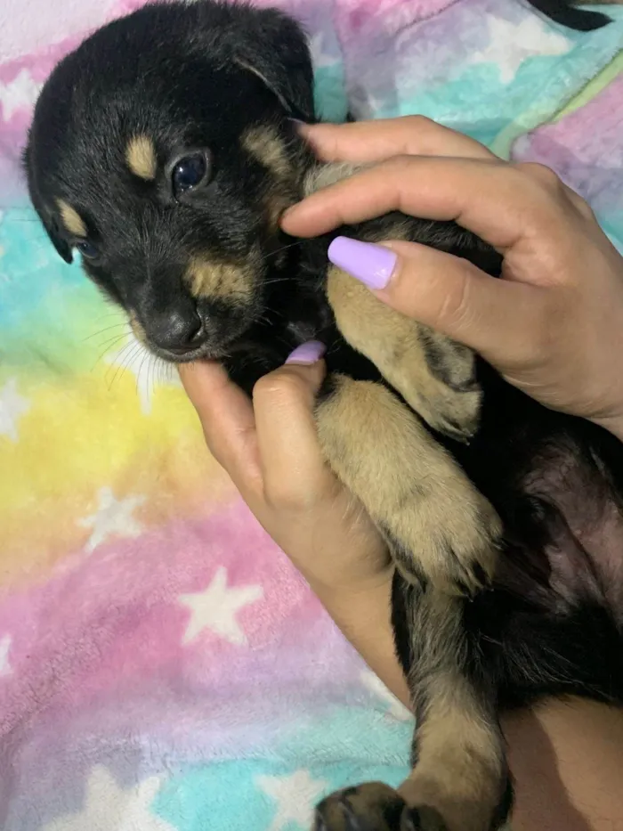 Cachorro ra a SRD-ViraLata idade 2 a 6 meses nome 7 Filhotes porte médio 