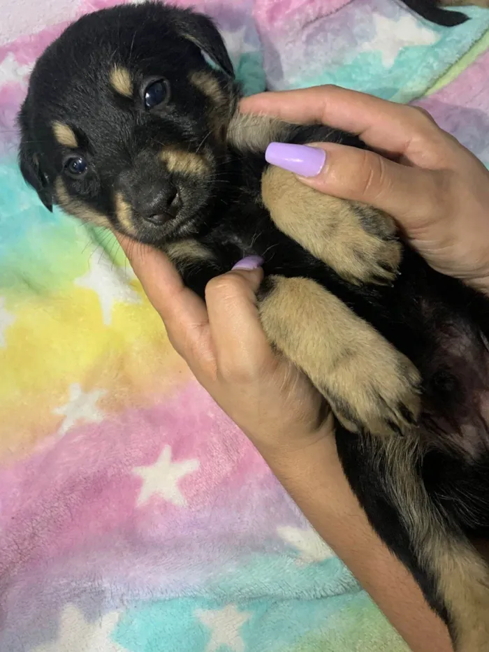 Cachorro ra a SRD-ViraLata idade 2 a 6 meses nome 7 Filhotes porte médio 