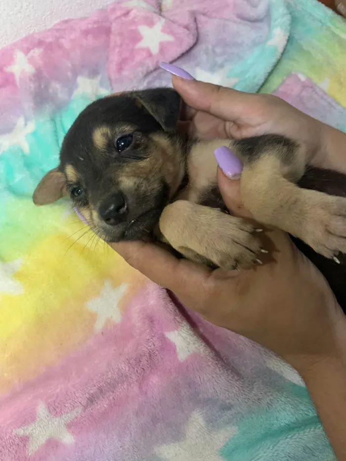 Cachorro ra a SRD-ViraLata idade 2 a 6 meses nome 7 Filhotes porte médio 