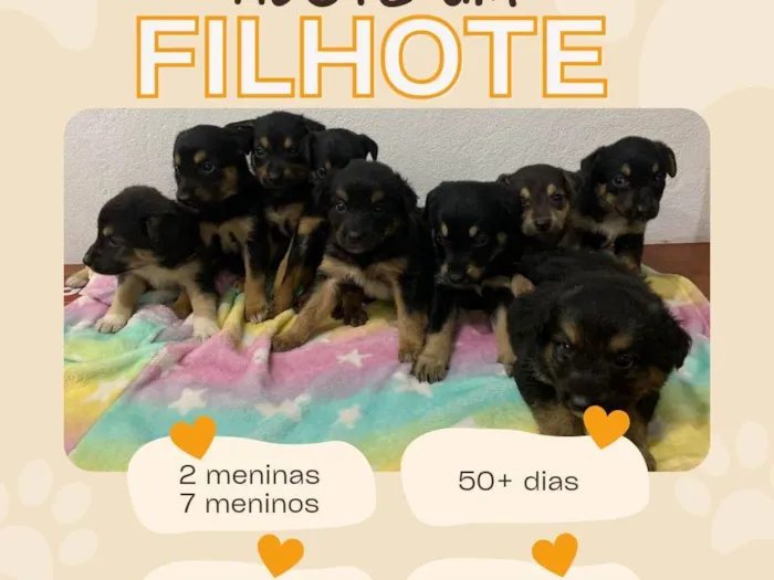 7 Filhotes porte médio 