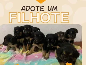 Cachorro raça SRD-ViraLata idade 2 a 6 meses nome 7 Filhotes porte médio 