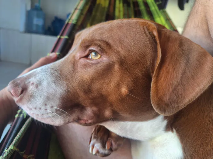 Cachorro ra a Pit-Bull idade 2 anos nome Dant