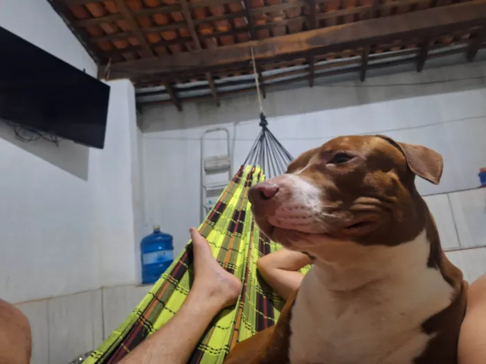 Cachorro ra a Pit-Bull idade 2 anos nome Dant
