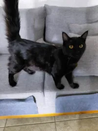 Gato raça Siamês idade 7 a 11 meses nome Gal