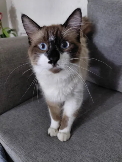 Gato raça Siamês idade 7 a 11 meses nome Tande