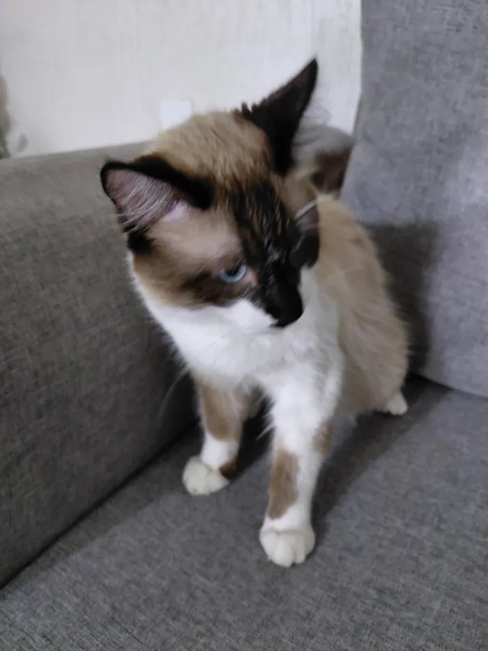 Gato ra a Siamês idade 7 a 11 meses nome Tande