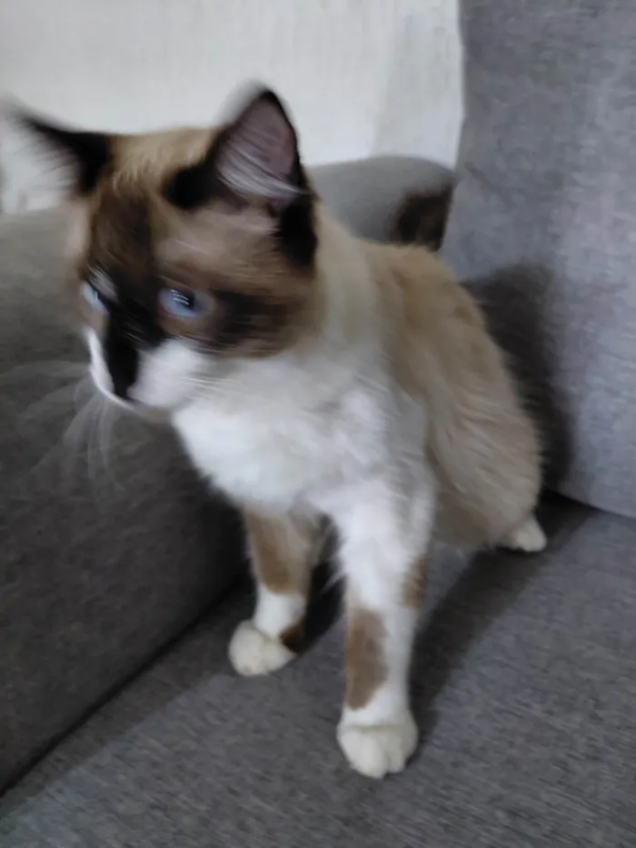 Gato ra a Siamês idade 7 a 11 meses nome Tande