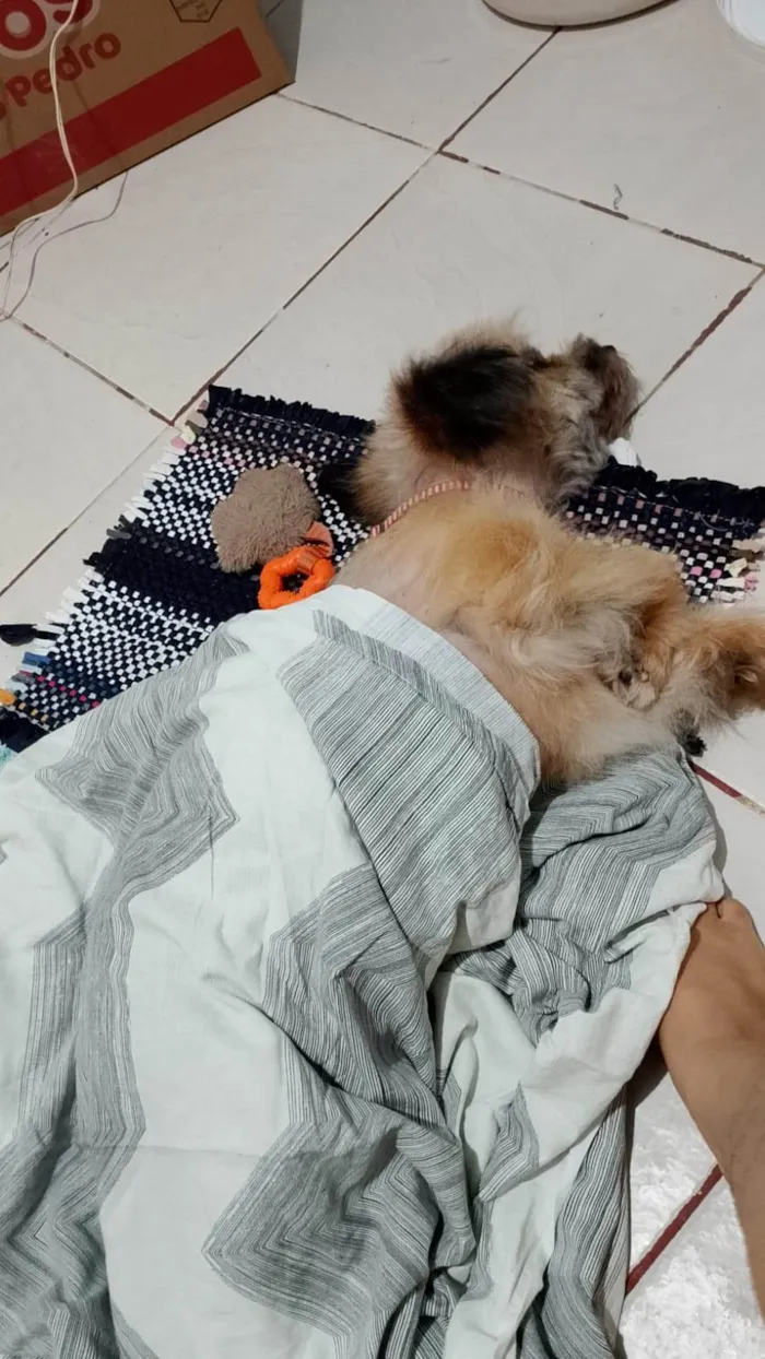 Cachorro ra a Basset-Cofap idade 4 anos nome Melissa