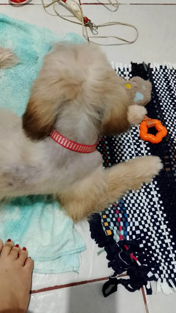 Cachorro ra a Basset-Cofap idade 4 anos nome Melissa