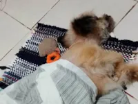 Cachorro ra a Basset-Cofap idade 4 anos nome Melissa