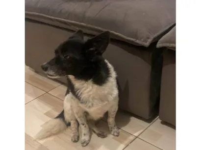 Cachorro raça SRD-ViraLata idade 6 ou mais anos nome Zeca