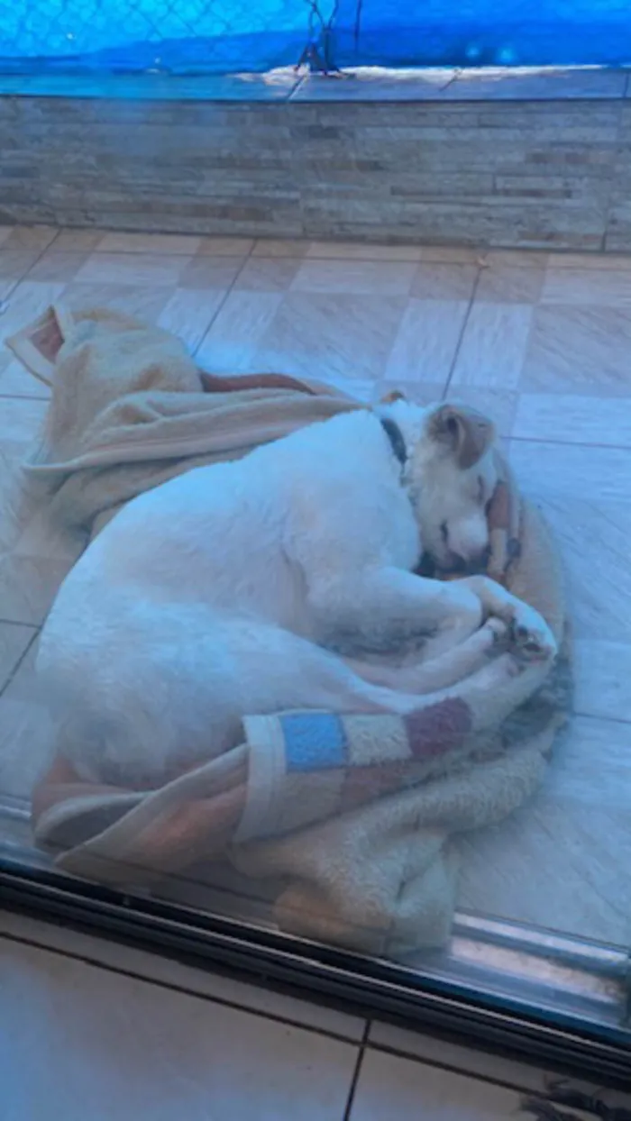 Cachorro ra a SRD-ViraLata idade 3 anos nome Frederico 