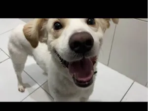 Cachorro raça SRD-ViraLata idade 3 anos nome Frederico 