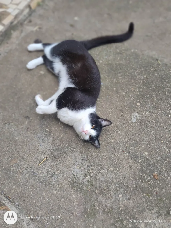 Gato ra a SRD-ViraLata idade 1 ano nome Ayla 