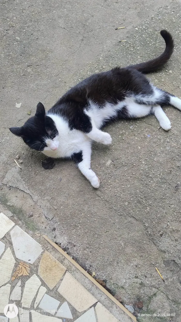 Gato ra a SRD-ViraLata idade 1 ano nome Ayla 