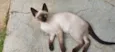 Gato ra a Siamês idade 2 a 6 meses nome TOM
