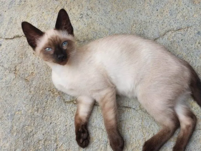 Gato ra a Siamês idade 2 a 6 meses nome TOM