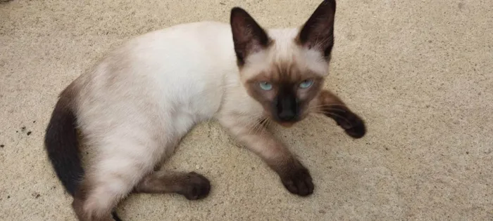 Gato ra a Siamês idade 2 a 6 meses nome MAX