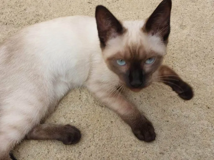 Gato ra a Siamês idade 2 a 6 meses nome MAX