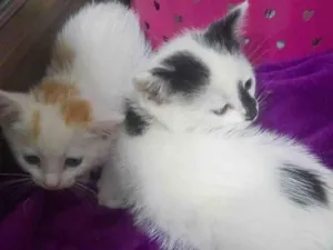 Gato ra a Siamês idade 2 a 6 meses nome VANIMAR MATIELLO