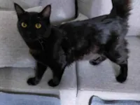 Gato ra a Siamês idade 7 a 11 meses nome Gal