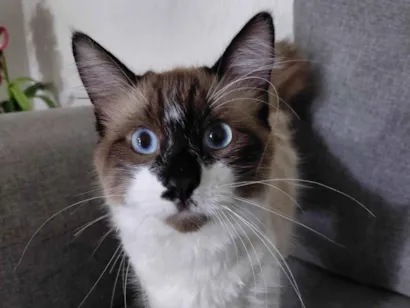 Gato ra a Siamês idade 7 a 11 meses nome Tande