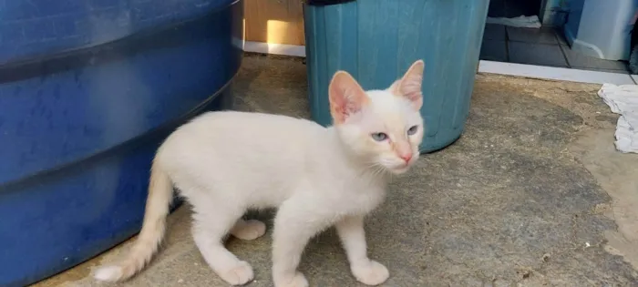 Gato ra a Siamês idade 2 a 6 meses nome GARFIELD