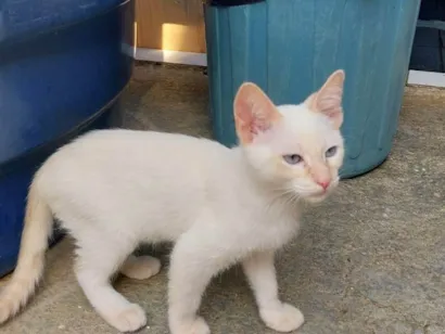 Gato raça Siamês idade 2 a 6 meses nome GARFIELD