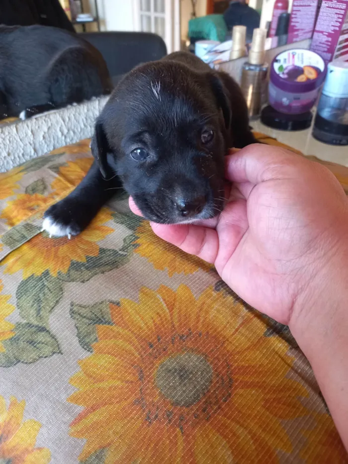 Cachorro ra a SRD-ViraLata idade Abaixo de 2 meses nome Sem nome 