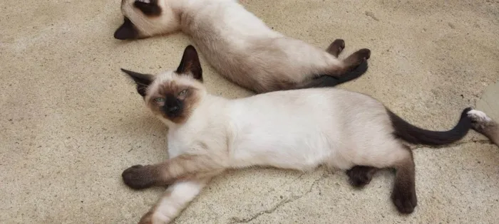 Gato ra a Siamês idade 2 a 6 meses nome JUJUBA