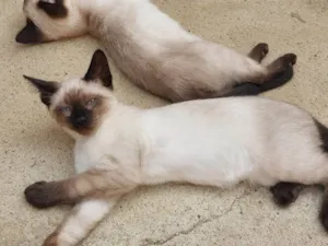 Gato raça Siamês idade 2 a 6 meses nome JUJUBA