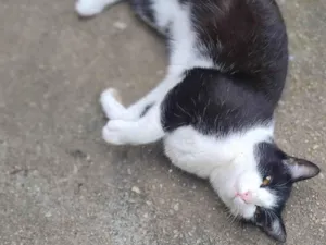 Gato raça SRD-ViraLata idade 1 ano nome Ayla 