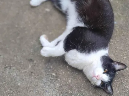 Gato raça SRD-ViraLata idade 1 ano nome Ayla 