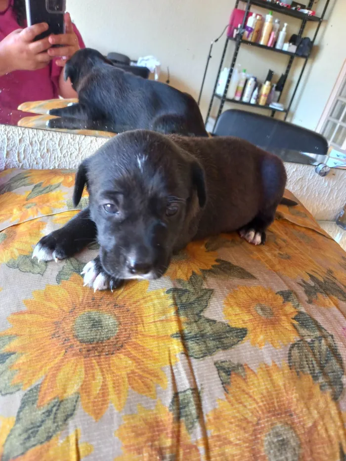 Cachorro ra a SRD-ViraLata idade Abaixo de 2 meses nome Sem nome 