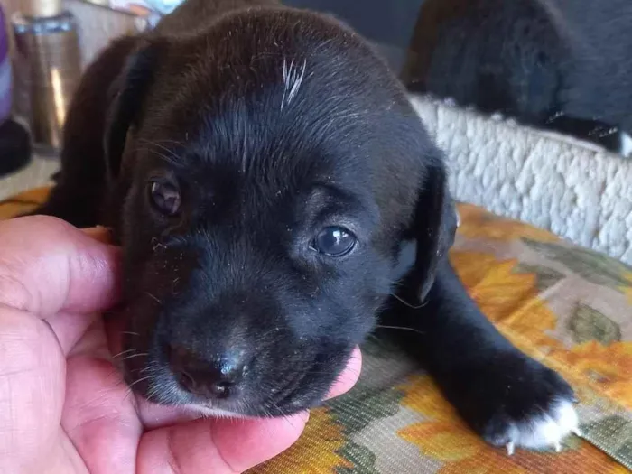 Cachorro raça SRD-ViraLata idade Abaixo de 2 meses nome Sem nome 