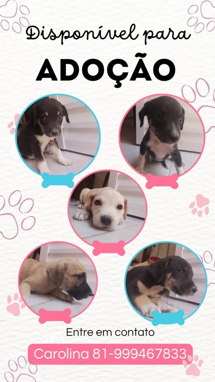 Cachorro ra a SRD-ViraLata idade Abaixo de 2 meses nome Sem nome