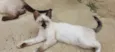 Gato ra a Siamês idade 2 a 6 meses nome AMORA