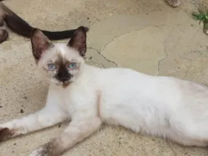 Gato raça Siamês idade 2 a 6 meses nome AMORA