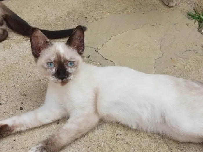Gato ra a Siamês idade 2 a 6 meses nome AMORA